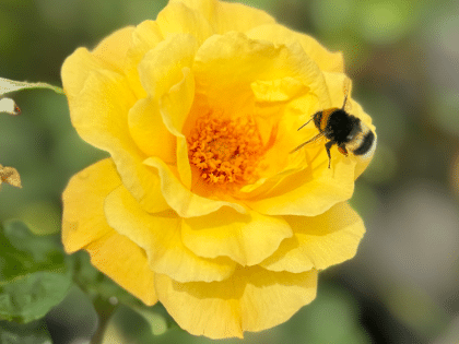 Golden Bouquet Rose Image