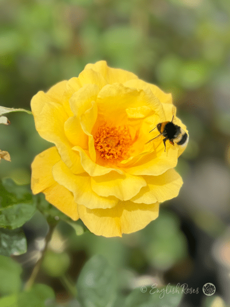 Golden Bouquet Rose Bumblebee Main Image - Bright yellow open flower with bumblebee