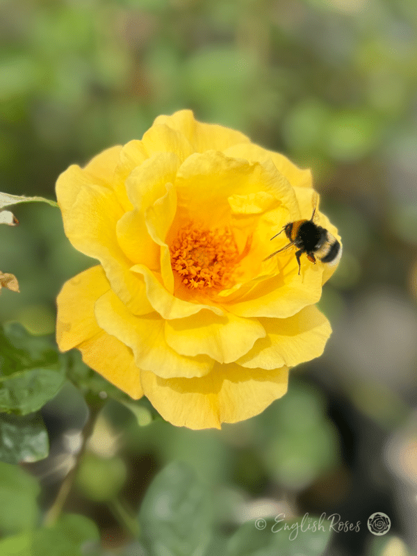 Golden Bouquet Rose Bumblebee Main Image - Bright yellow open flower with bumblebee