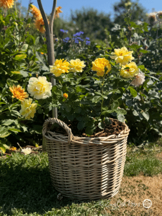 Golden Bouquet Rose in Willow Basket - Planted gift basket in the garden with flowers