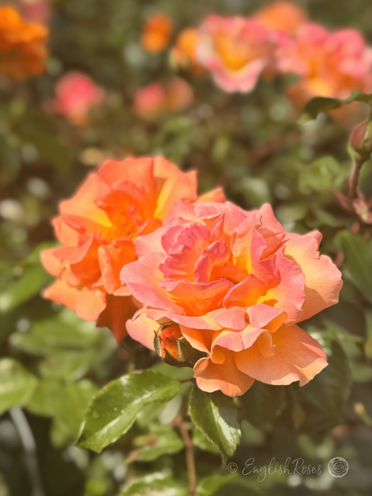 Precious Amber Orange Pink Blooms - Open orange blooms with hints of pink and apricot.