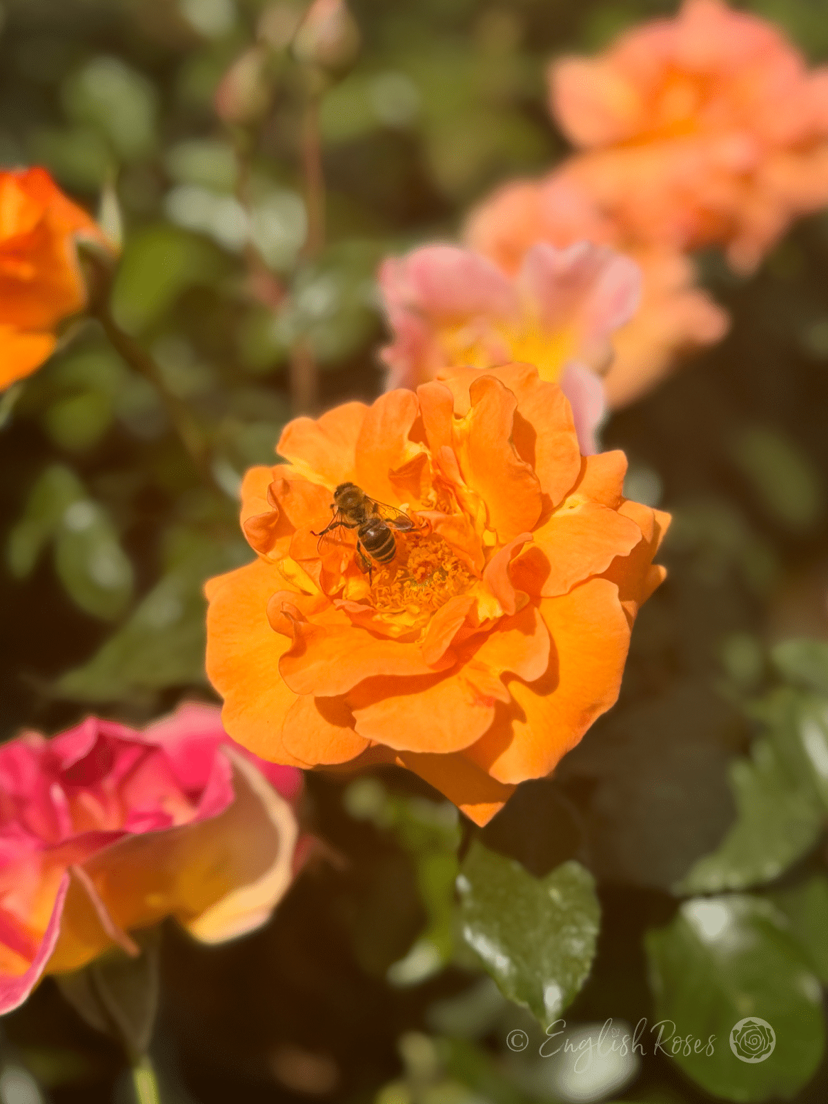Precious Amber Rose Bloom with bee Main Image - Orange bee-friendly floribunda rose