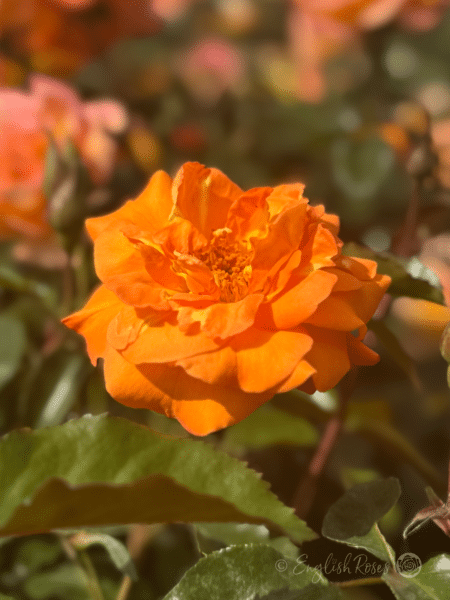 Precious Amber Rose Close Up. Orange Bloom - Open bright orange bloom with green foliage
