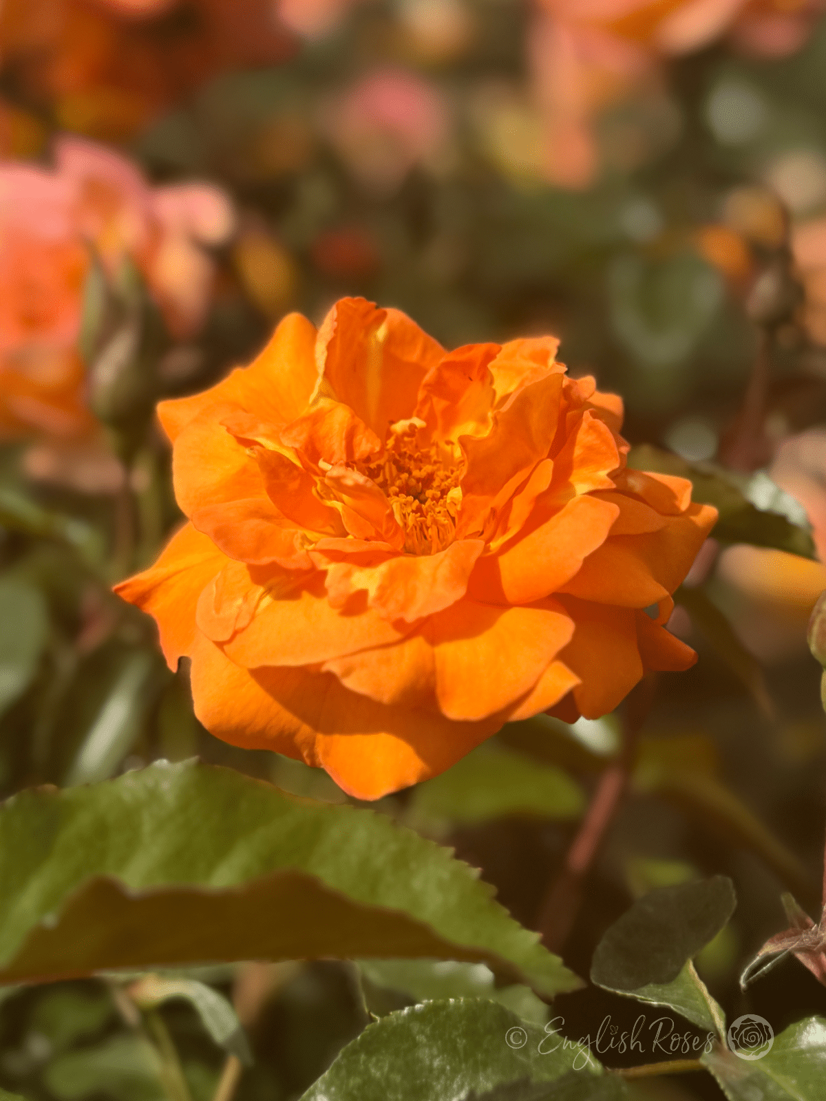 Precious Amber Rose Close Up. Orange Bloom - Open bright orange bloom with green foliage