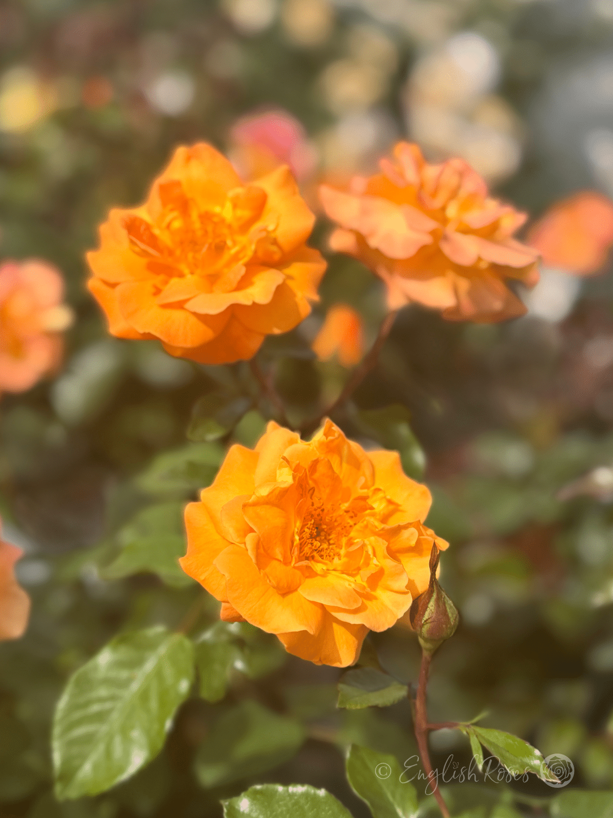 Precious Amber Rose Multiple Open Blooms - three open orange blooms and buds.