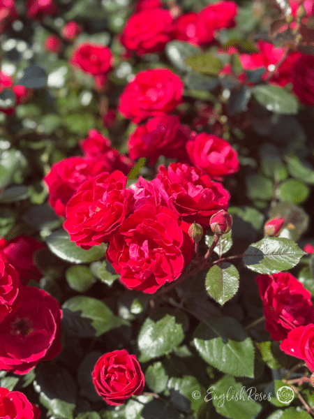 Precious Ruby Rose Bush Multiple Blooms