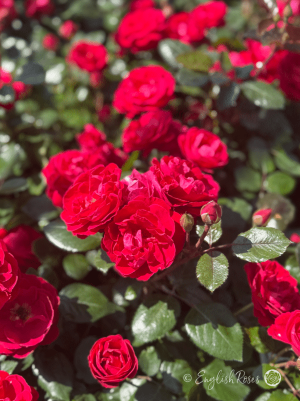 Precious Ruby Rose Bush Multiple Blooms