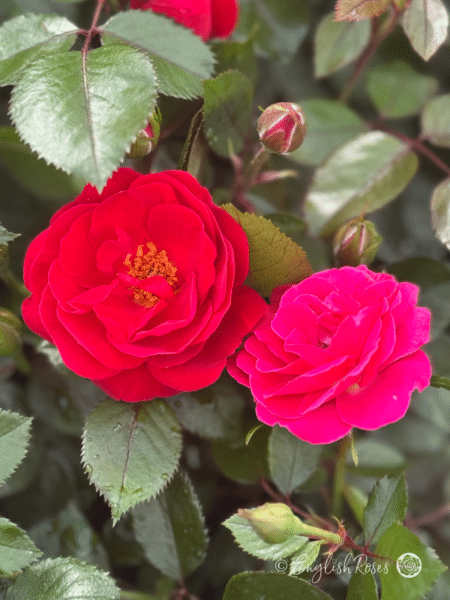 Precious Ruby Two Blooms - Red and aged pink bloom