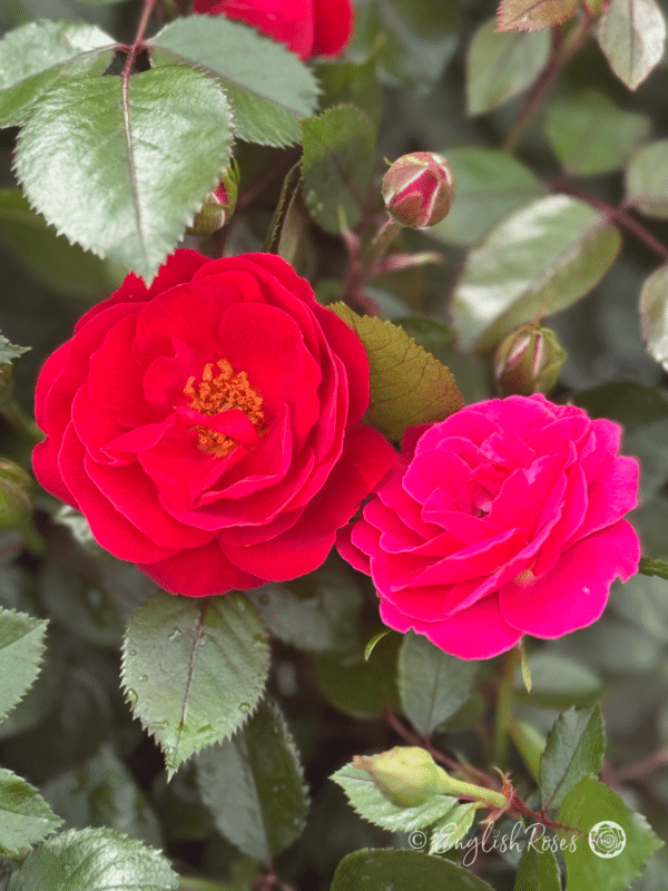 Precious Ruby Two Blooms - Red and aged pink bloom