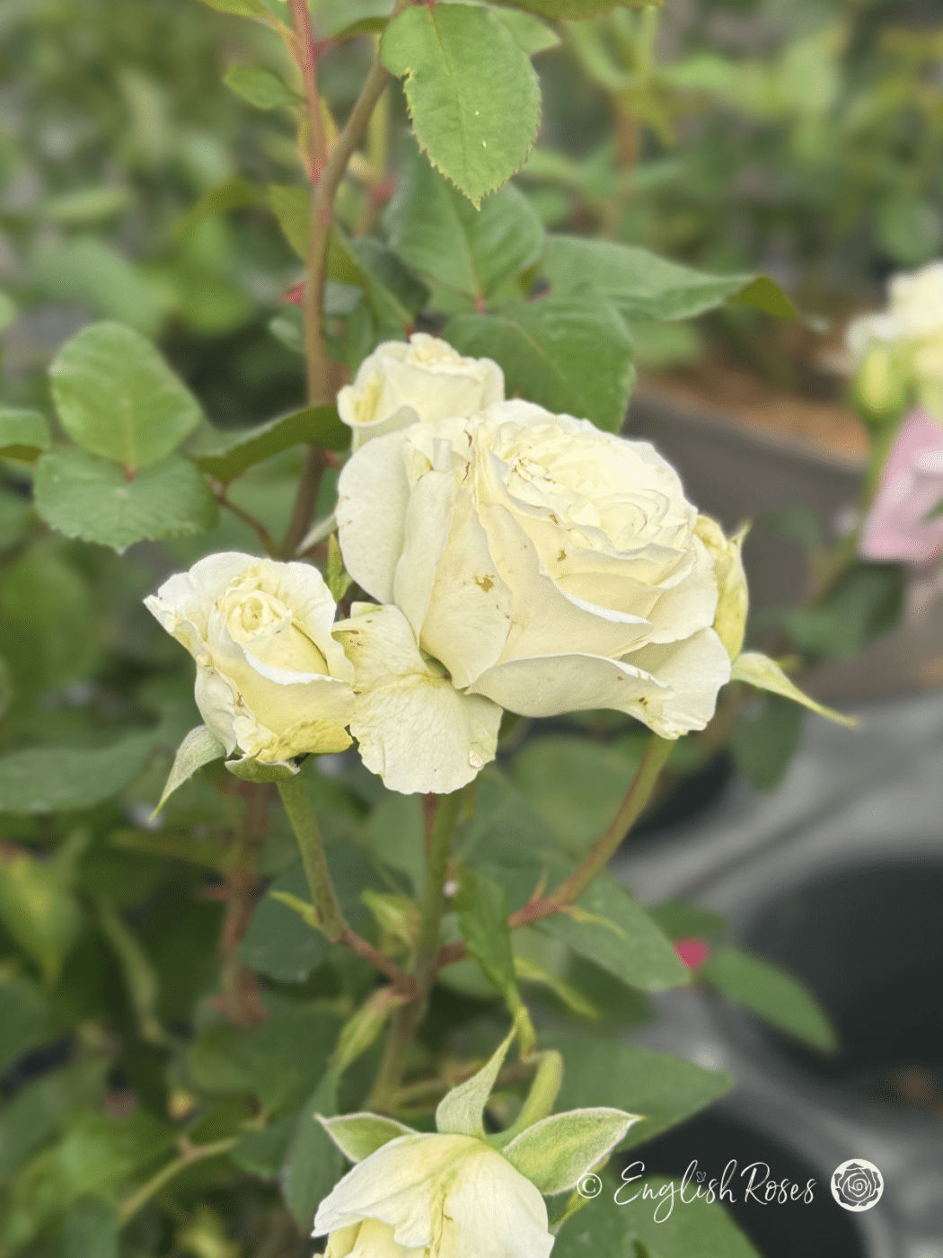 Stressed Rose