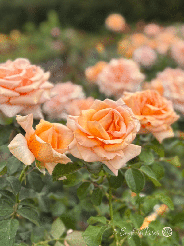 Warm Wishes Rose