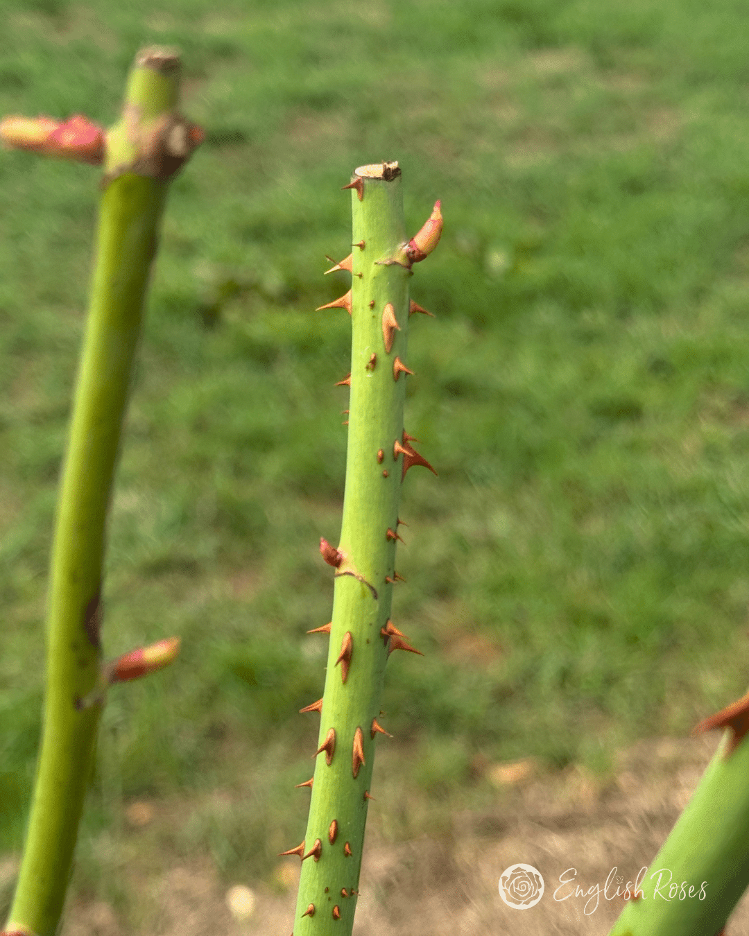 1 Dormant Rose Close Up