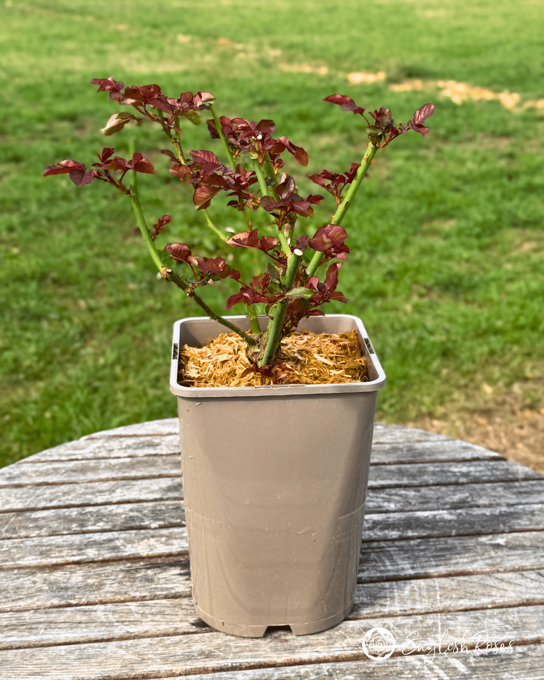 2 Red Growth