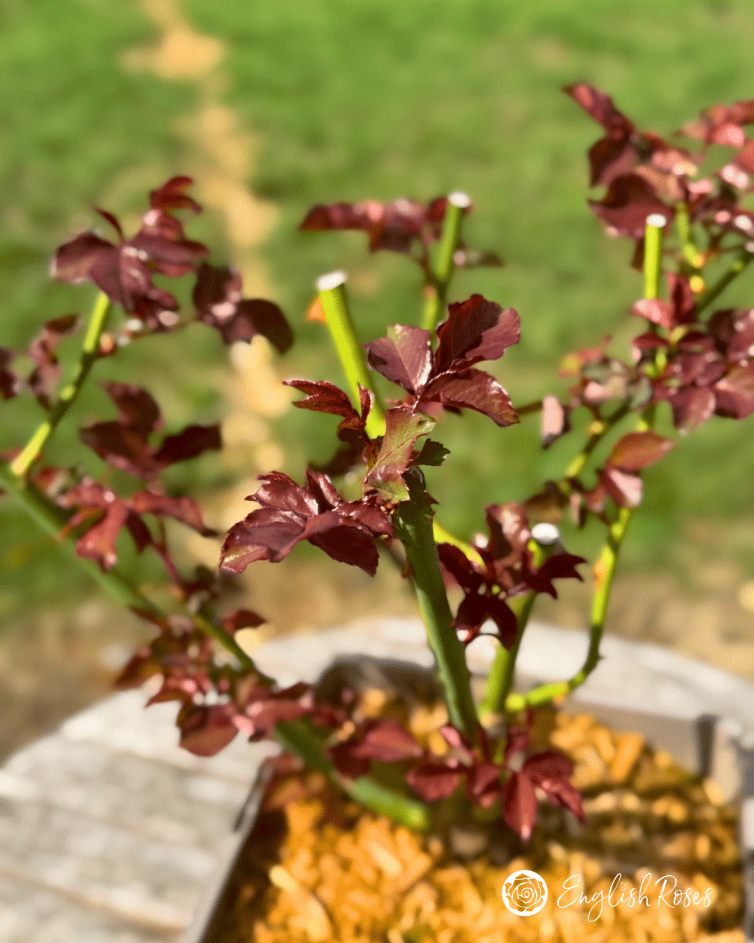 2 Red New Growth Close Up