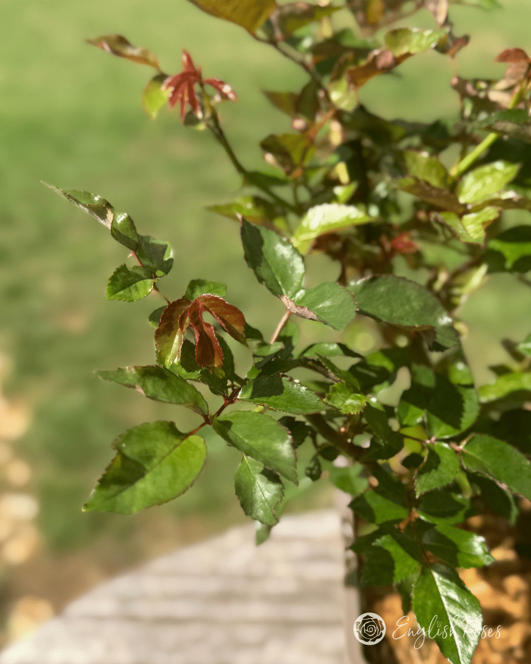 3 New Growth Close Up
