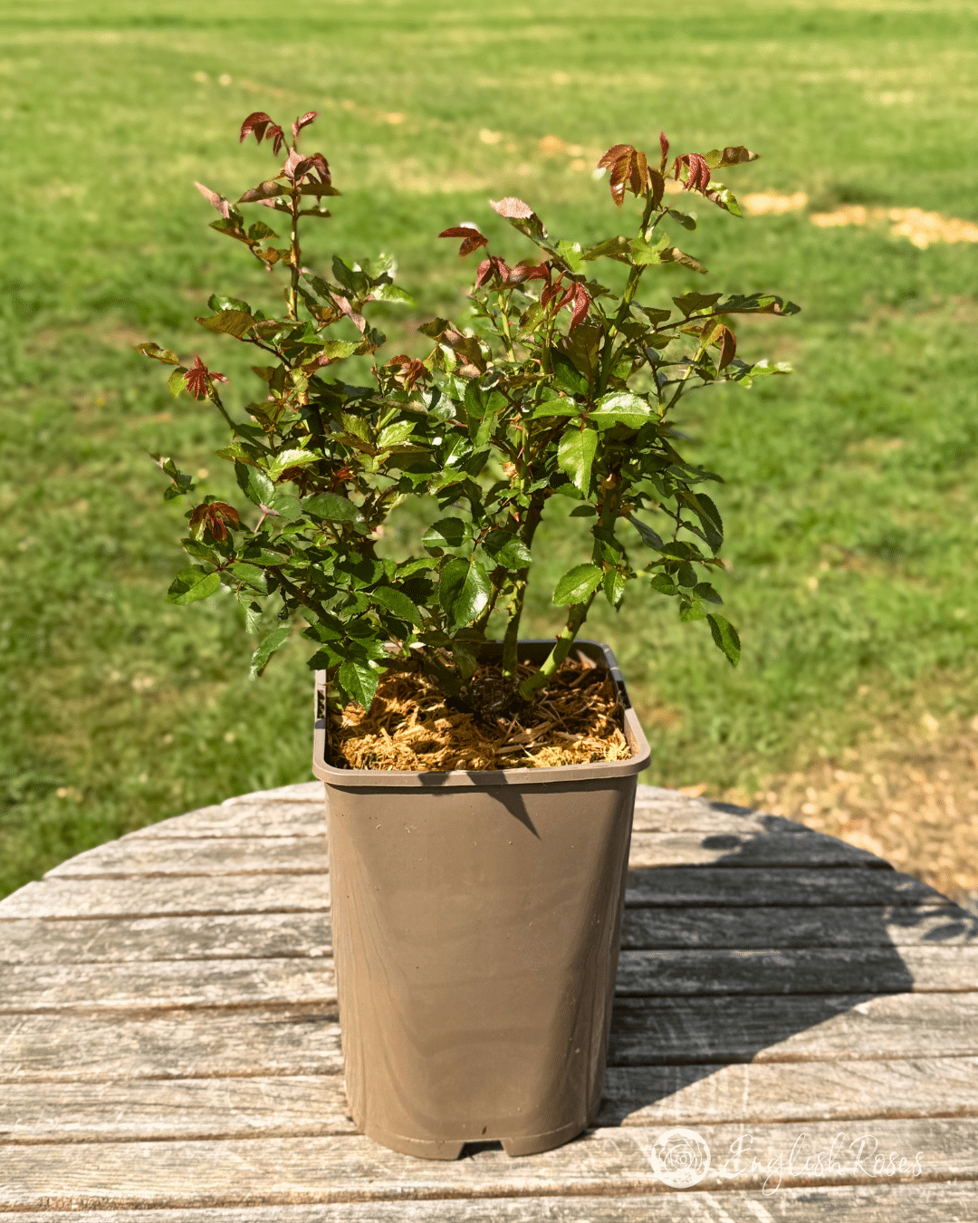 3 New Growth