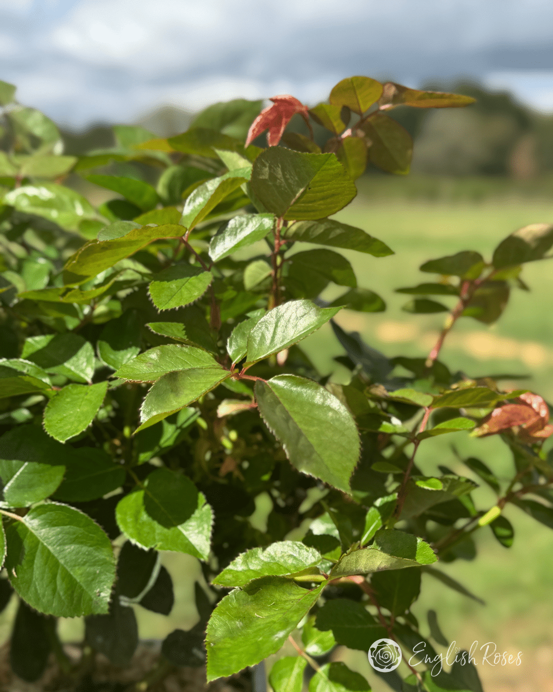 4 Foliage Close Up