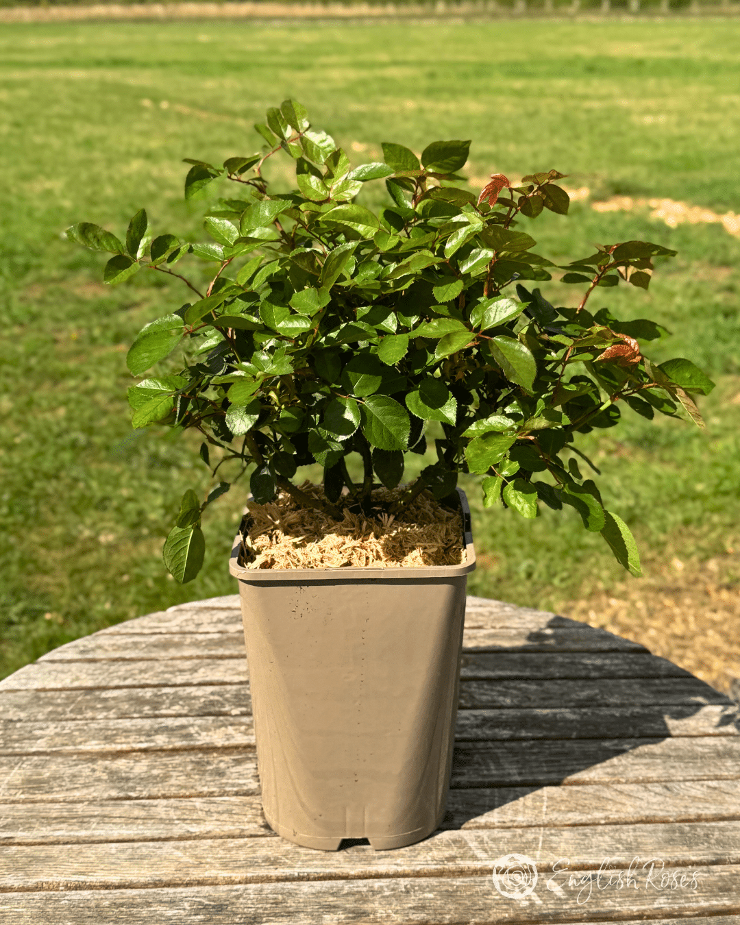 4 Foliage