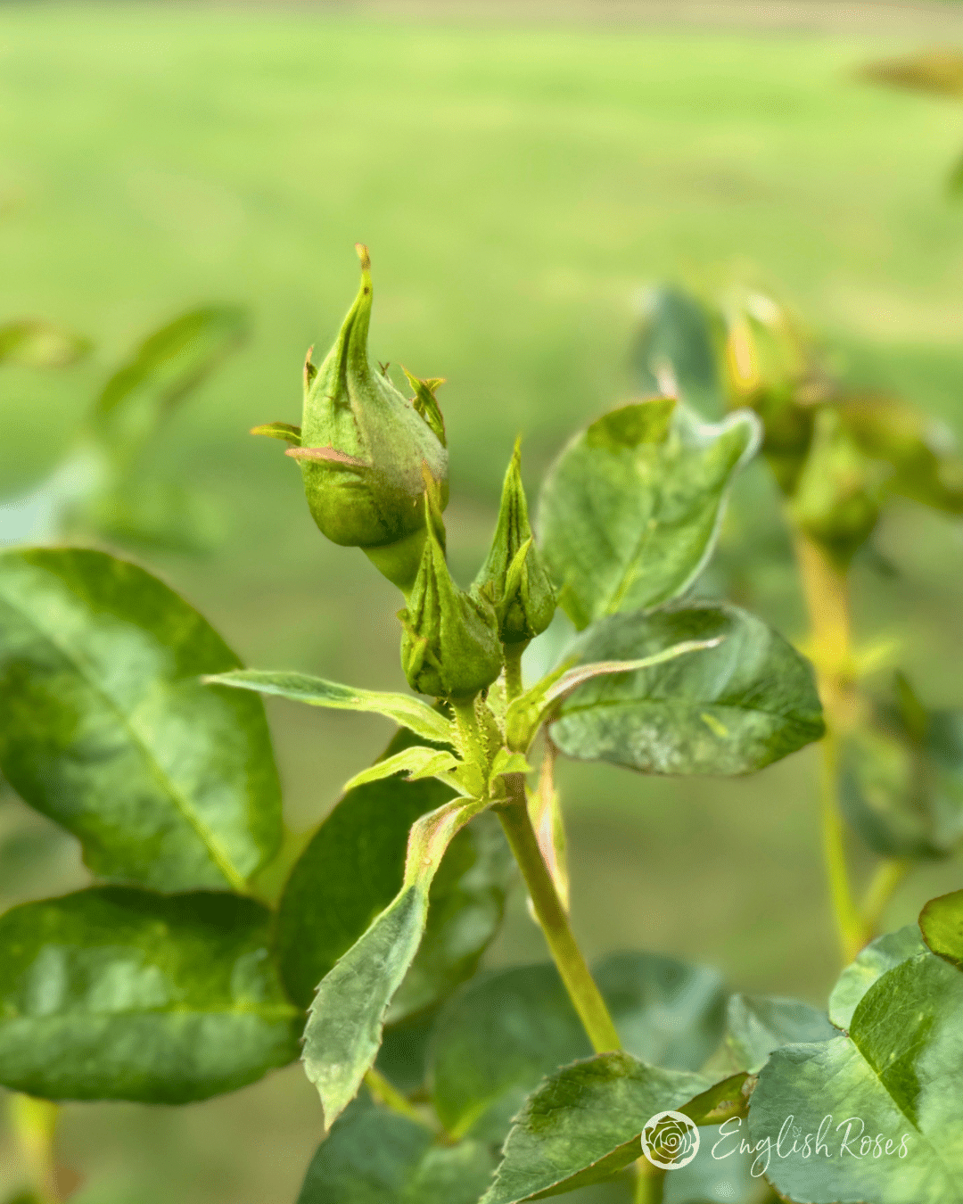 5 Buds Close Up