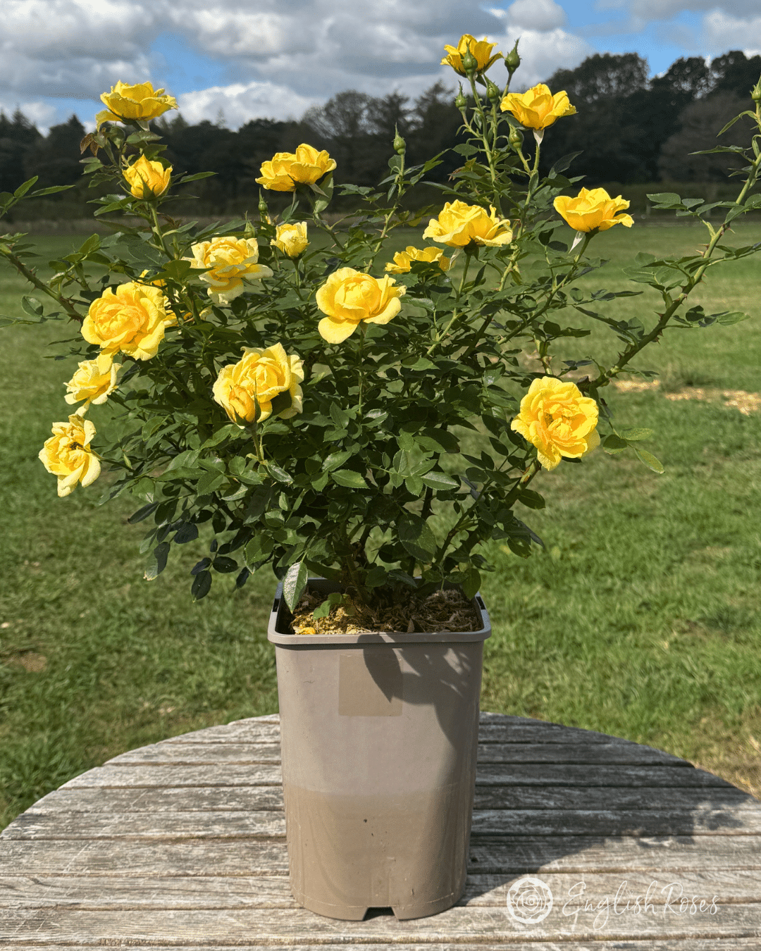 6 Blooms