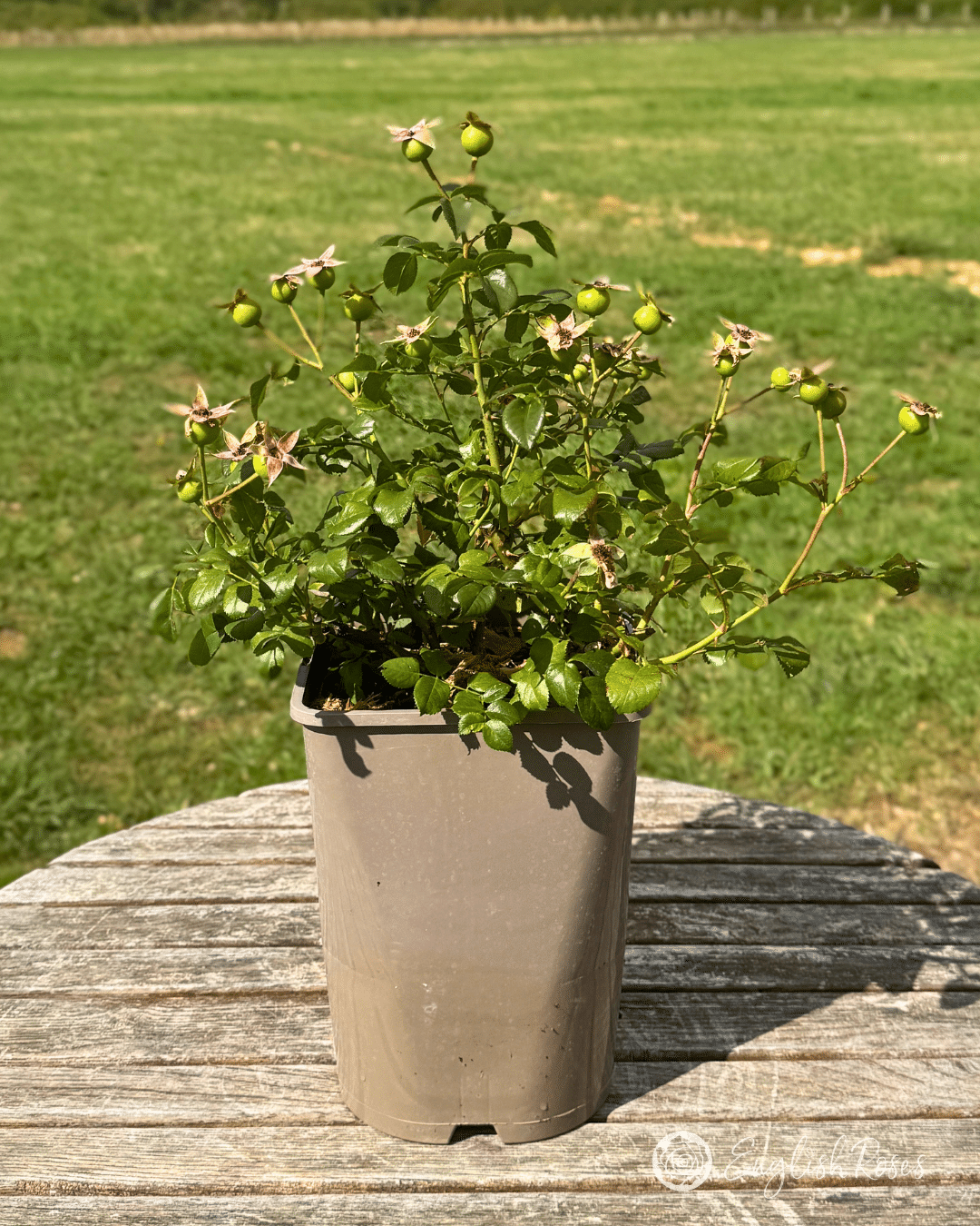 7 Rose Hips