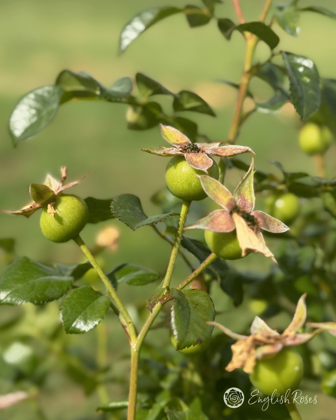 7 Rose hips Close Up