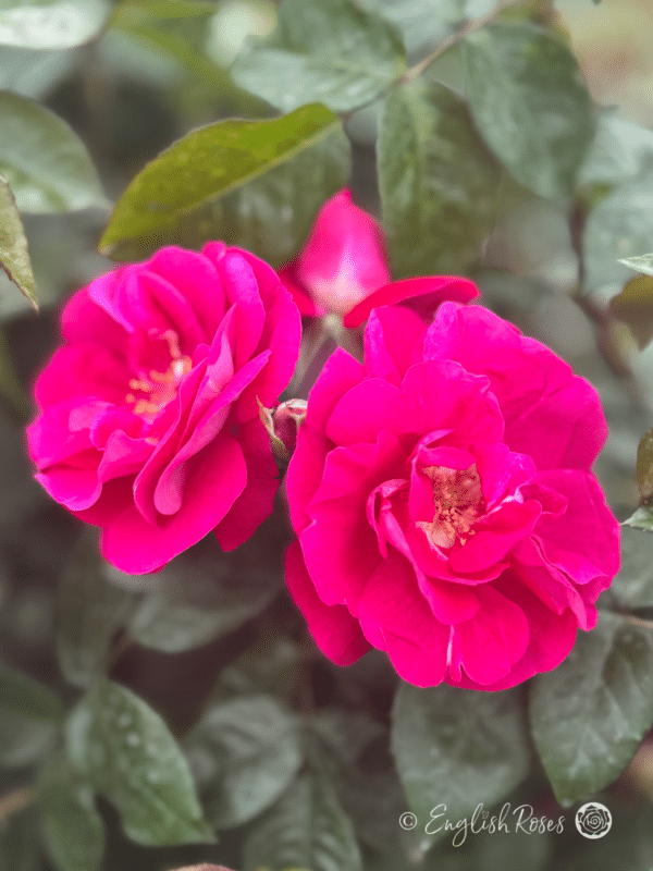 90th Celebration Rose Two Blooms - Two pink red purple open flowers with dark green foliage