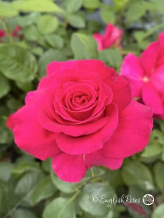 All My Loving Rose Close Up Bloom