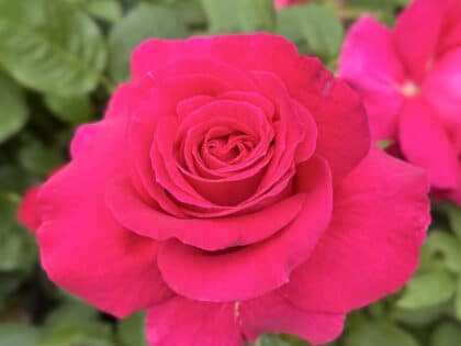 All My Loving Rose Image
