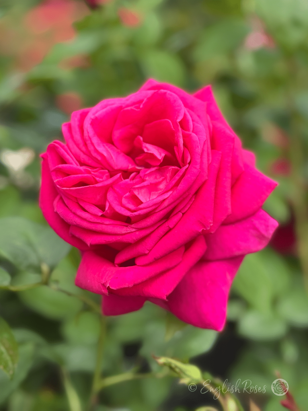 All My Loving Rose Large Pink Hybrid Tea