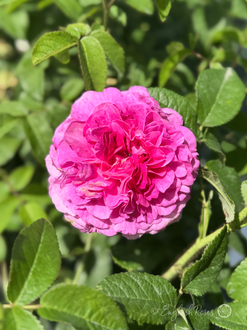 Belle De Crecy Rose Pink Purple Blooms - Classic gallica rose