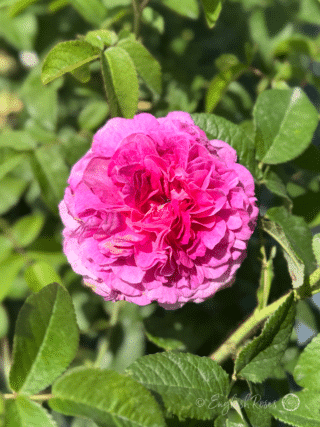 Belle De Crecy Rose Pink Purple Blooms - Classic gallica rose