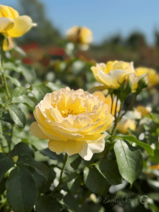 Belle De Jour Rose Multiple yellow scented blooms - Open cupped yellow blooms