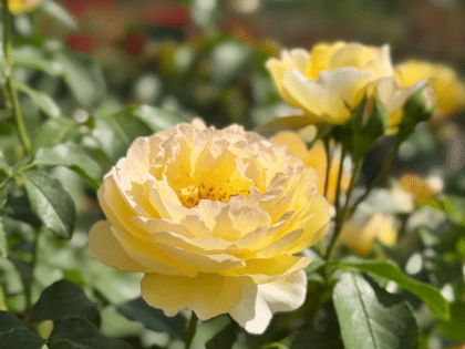 Belle De Jour Rose Image