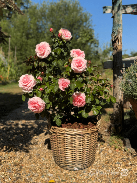 Bride and Groom Rose Gift Planted Rose in Basket - Large soft pink blooms and dark green foliage
