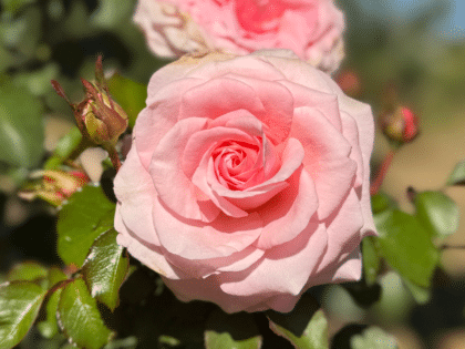 Bride and Groom Rose Image
