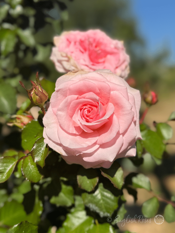 Bride and Groom Rose Multiple Pink Blooms - Healthy green foliage