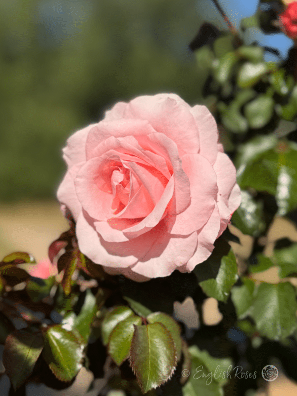 Bride and Groom Rose Single Pink Petal Bloom - Pink Hybrid Tea rose