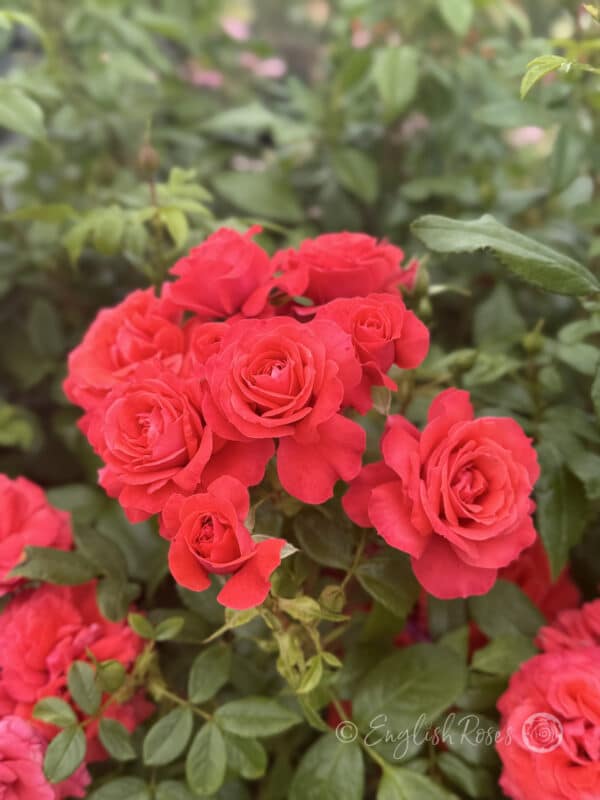 Cherry Girl Rose Multiple buds and blooms - Multiple red opening blooms