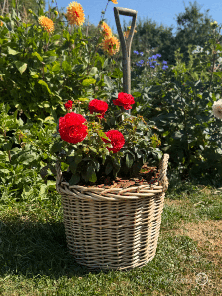 Cherry Girl Rose Red Blooms in a Willow Basket - Bright red blooms and green foliage