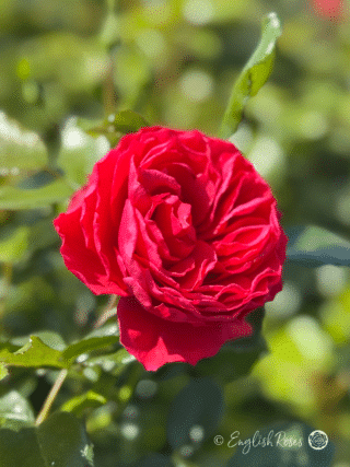Cherry Girl Rose Red Scented Bloom - English Roses cherry red rose