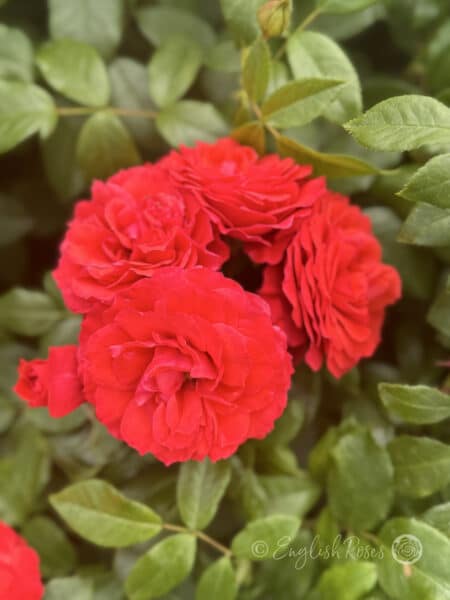 Cherry Girl rose cluster of blooms - Multiple red blooms