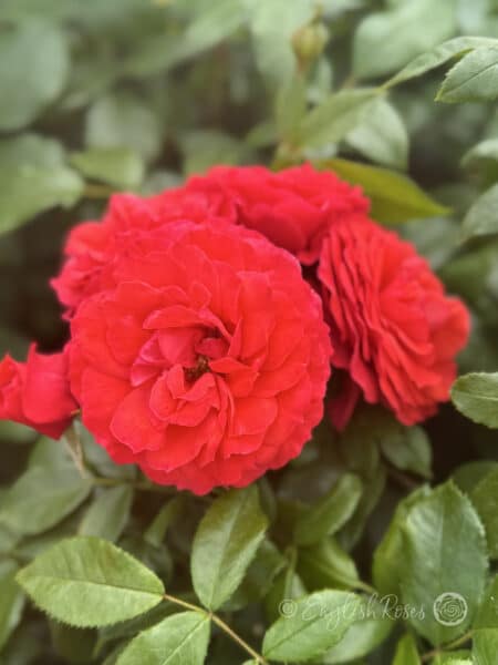 Cherry Girl rose Multiple Cherry Red blooms - Red floribunda rose blooms