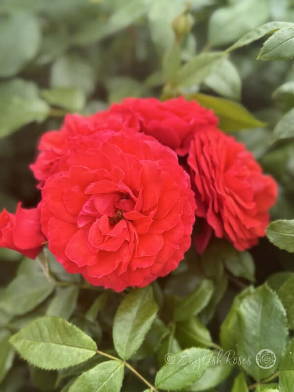 Cherry Girl rose Multiple Cherry Red blooms - Red floribunda rose blooms