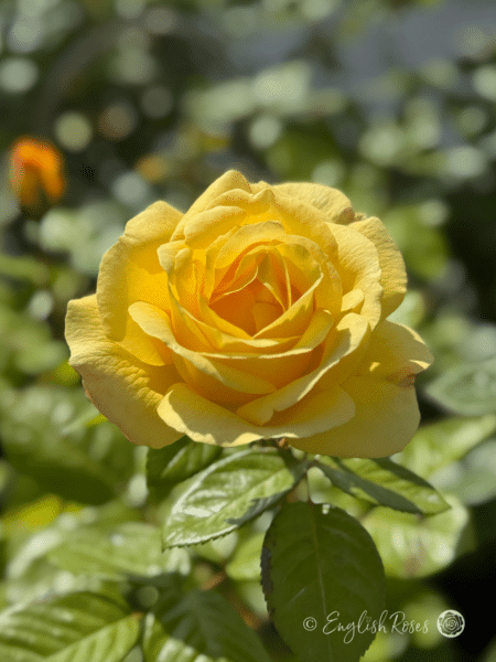 Climbing Arthur Bell Rose Yellow Climbing Rose Bloom
