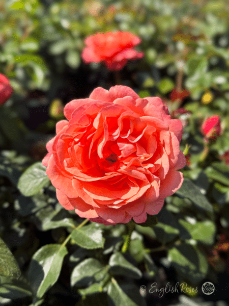 Coral Gardens Rose Close Up - English Roses open ruffled bloom