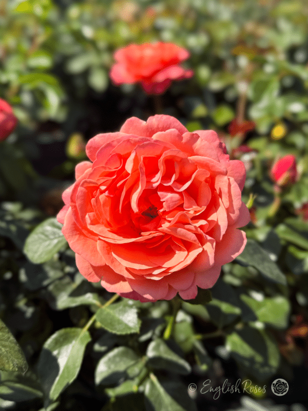 Coral Gardens Rose Close Up - English Roses open ruffled bloom