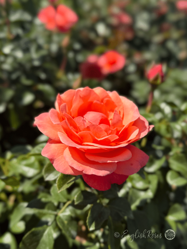 Coral Gardens Rose Close Up Orange Coral Bloom - Open orange-pink cupped bloom