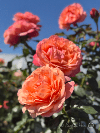 Coral Gardens Rose Multiple Blooms Main Image - Multiple coral orange pink blooms in garden