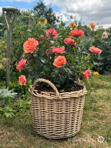 Coral Gardens Rose Willow Basket in Garden Main Image - Multiple coral blooms in a basket